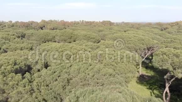 从石松林上空俯瞰气氛轻松视频的预览图