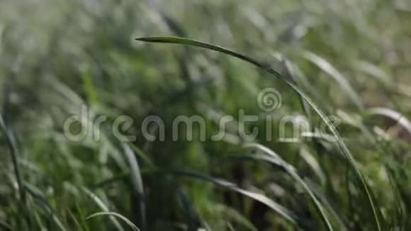 风中绿草如茵特写镜头录像片段视频的预览图