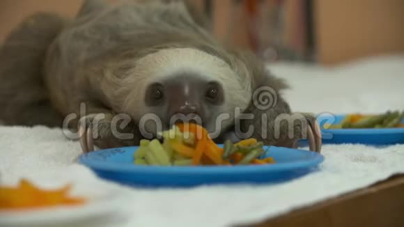 小懒虫享用美食哥斯达黎加圣所视频的预览图