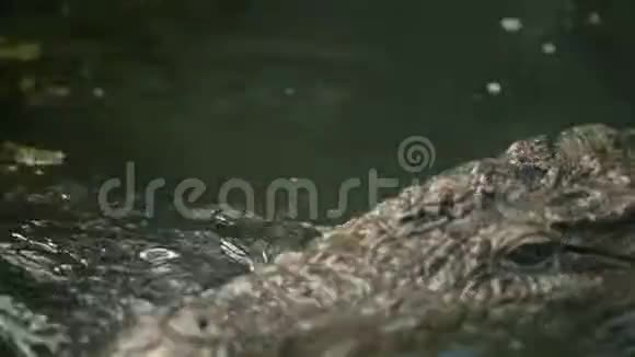 美国鳄鱼在水中翻盘潜水美国视频的预览图