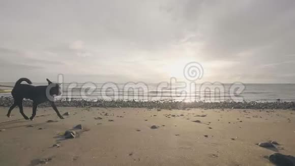 太阳升起时一只项圈黑狗正在沙滩上奔跑视频的预览图