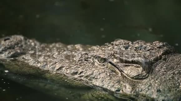 美国鳄鱼在水中警惕美国视频的预览图