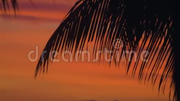 岛上令人惊叹的红色日落上的棕榈叶剪影视频的预览图