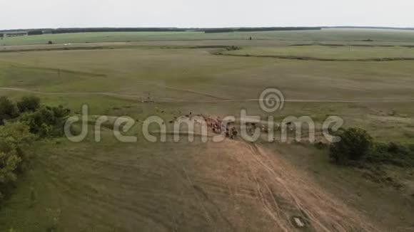 一群牛和一个牧羊人去牧场空中观景4K视频的预览图