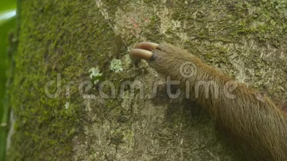 哥斯达黎加树干上两趾树懒的爪视频的预览图