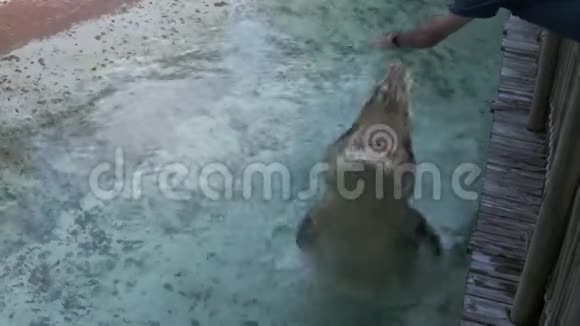 鳄鱼跳跃捕捉角鼠动物园现场视频的预览图