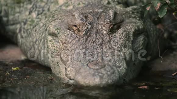 美洲鳄鱼的嘴靠近池塘美国视频的预览图