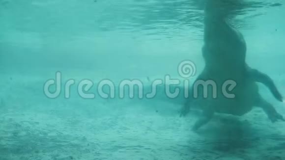 水下鳄鱼捕食动物园场景视频的预览图