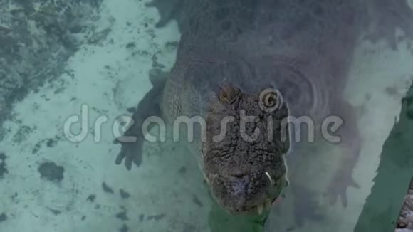 印度池塘里的鳄鱼妈妈和婴儿视频的预览图