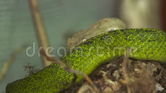 哥斯达黎加蛇公园斜眼毒蛇视频的预览图