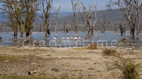 在纳库鲁湖畔漫步在淹没的树木和红树林中的粉红火烈鸟群视频的预览图