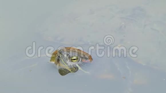 乌龟在池塘里游泳视频的预览图