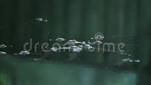 年轻的鳄鱼在水沼泽里水上场景视频的预览图