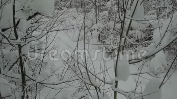 哈士奇在冬天的森林里沿着小径奔跑视频的预览图
