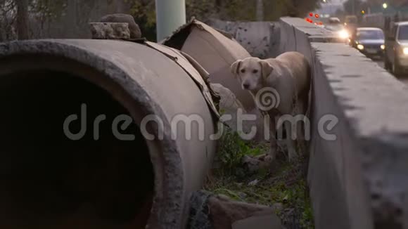 可怜的无家可归的狗靠近混凝土管道城市景象视频的预览图