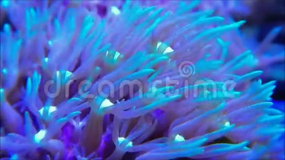 海流中的绿星息肉珊瑚视频的预览图