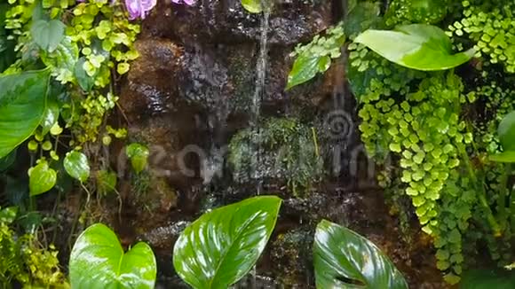 镜头移动热带森林中的一股纯净水一条小溪流过绿色植物视频的预览图