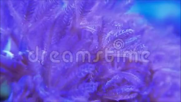 粉红色绦虫珊瑚的录像视频的预览图