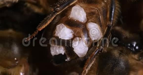 欧洲蜜蜜蜂蜜蜂蜜蜂蜡蜜蜂蜡蜜蜂蜡腺上有一块蜡在诺曼底实时4K视频的预览图
