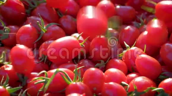 在阳光明媚的一天里红樱桃西红柿相互缓慢落下视频的预览图