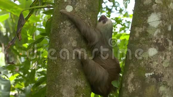 慵懒的树懒拥抱丛林树干哥斯达黎加视频的预览图