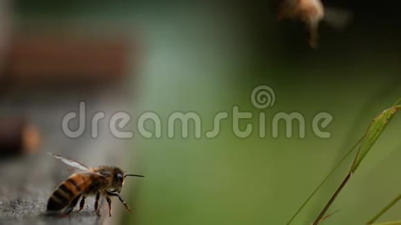 欧洲蜂蜜蜂蜜蜂蜜蜂飞行起飞慢动作视频的预览图