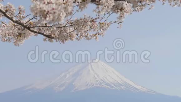 富士山迎风樱花视频的预览图