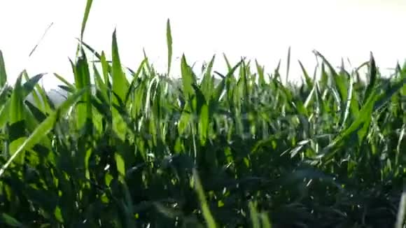 草地在风中移动背景是夕阳视频的预览图