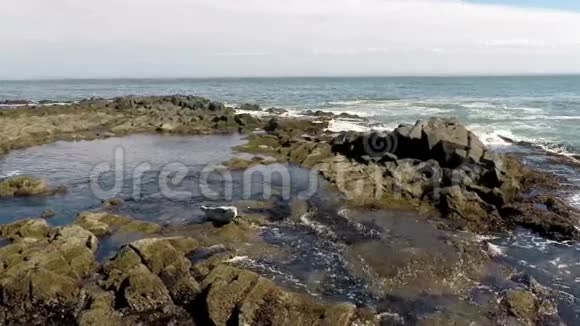 有海豹的海岸视频的预览图