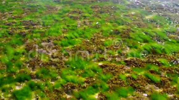 透明海水下的海藻和珊瑚礁视频的预览图