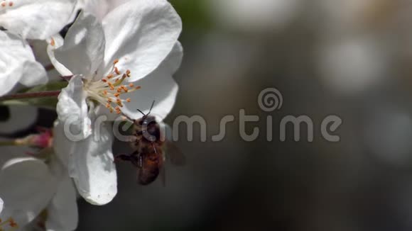 欧洲蜂蜜蜂蜜蜂蜜蜂蜜蜂觅食苹果花授粉法诺曼底冷藏时间视频的预览图