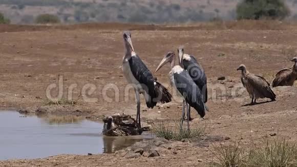 非洲白背秃鹫非洲陀螺群立在水洞有巴斯马拉布鹳海雀视频的预览图