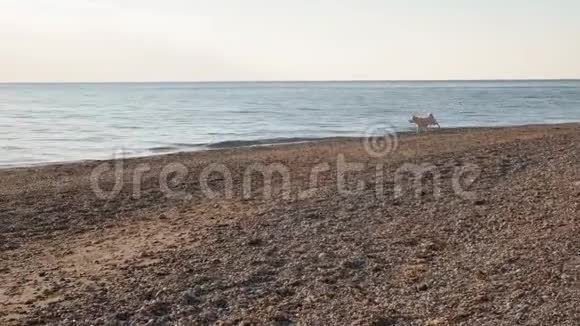 可爱而活跃的白色西巴狗在清晨的海面上尽情奔跑视频的预览图