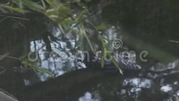 印度河岸上的巨鳄视频的预览图