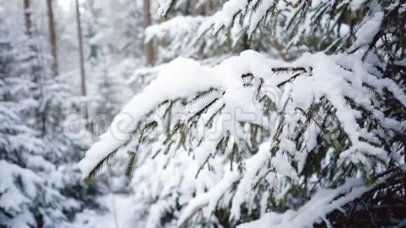 北方圣诞树特写冬天的森林和雪堆题词的优美背景视频的预览图