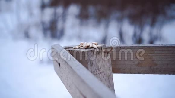 喂鸟冬麻雀飞去食槽白雪皑皑在针叶林中漂流北方生物视频的预览图