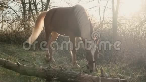 美丽的棕色马带着蓬松的白色鬃毛在一片木质草坪上嚼着草晨起缓慢的运动视频的预览图