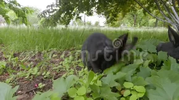 兔子在村里吃树叶视频的预览图