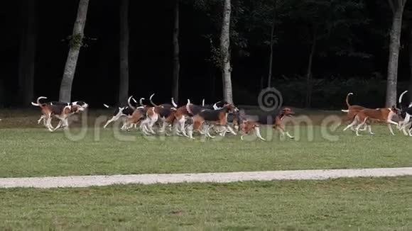 法国布列塔尼圣马洛附近的英法黑白猎犬和英法三色猎犬视频的预览图