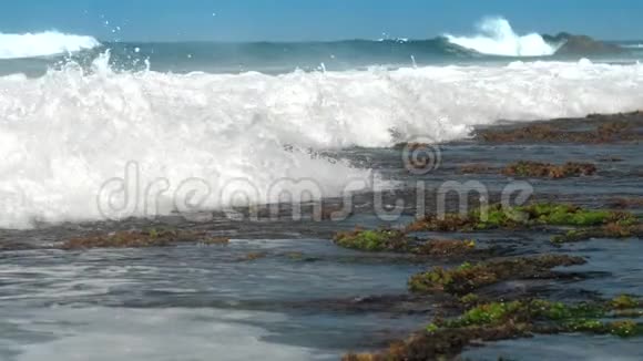强烈的海浪把褐色的岩石和绿色的海藻一起冲刷视频的预览图