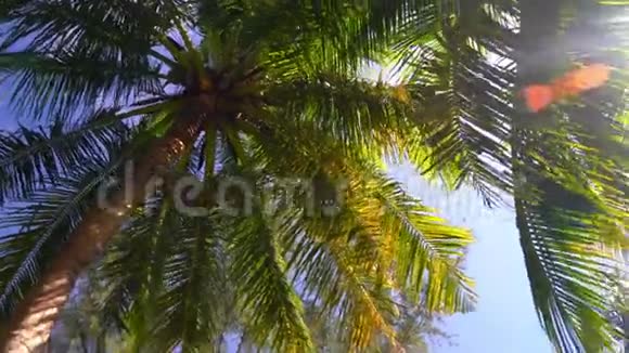 棕榈叶在天空下中国视频的预览图