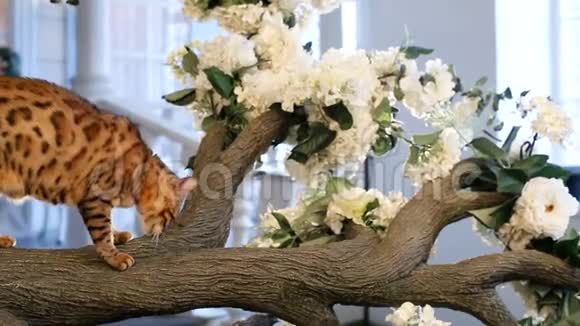 孟加拉猫栖息在树上视频的预览图