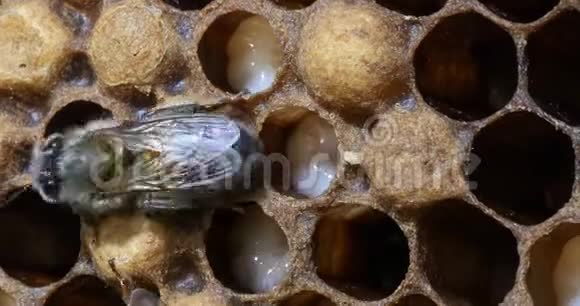 欧洲蜂蜜蜜蜂意大利蜜蜂雄性蜜蜂诺曼底蜜蜂实时4K视频的预览图