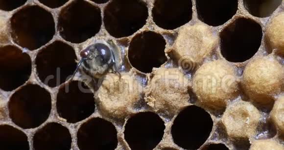欧洲蜜蜜蜂蜜蜂蜜蜂雄蜂头上有一只寄生蜂诺曼底蜂群实时4K视频的预览图