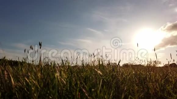 草地上壮观的运动时间流逝具有优美的运动和光效视频的预览图
