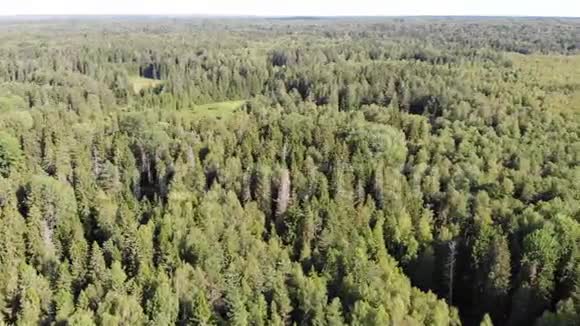 俄罗斯塞利格湖森林上空与雄鹰的意外相遇视频的预览图