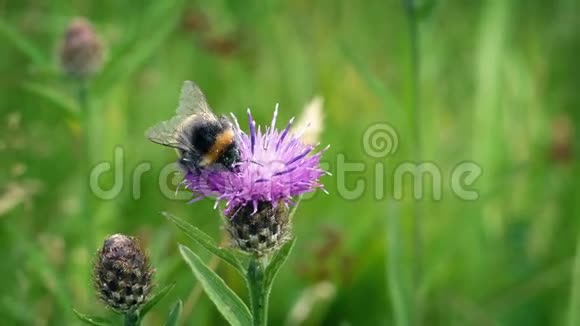 蜜蜂从花中收集花粉3个片段视频的预览图
