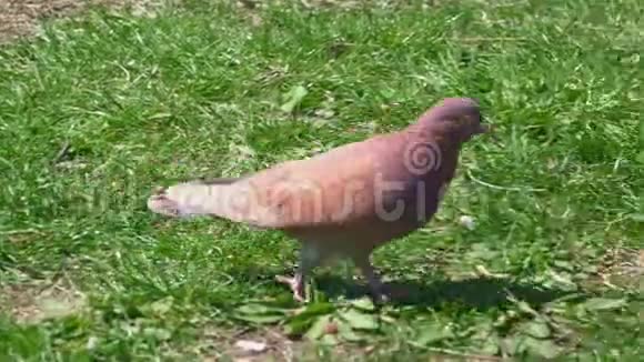 漂亮的棕色鸽子走在绿色的草坪上视频的预览图