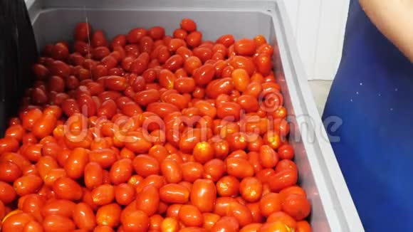 加工线上的红西红柿视频的预览图