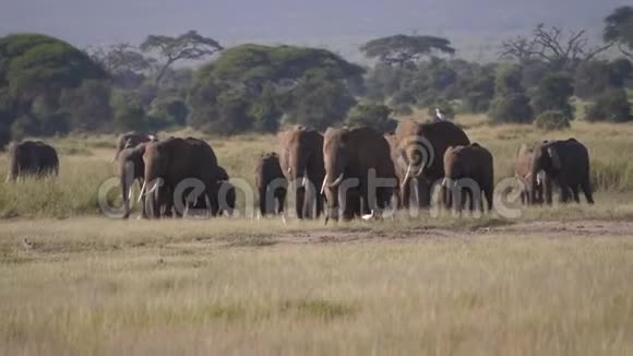 一群非洲野象在热带草原上行走视频的预览图